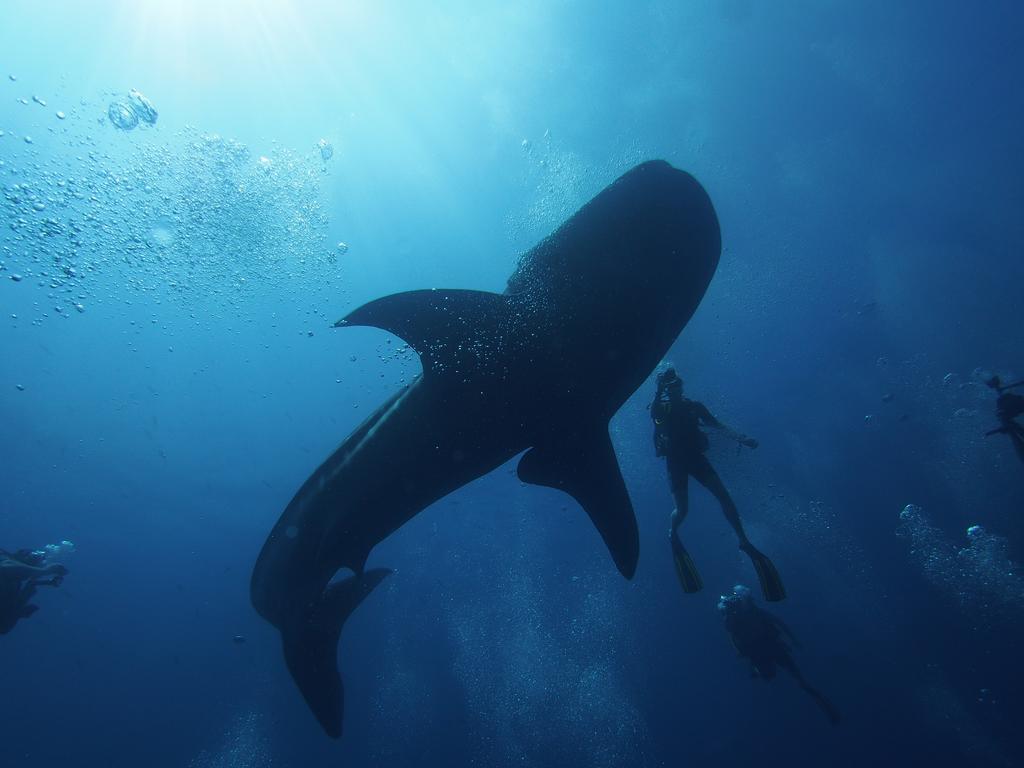 Scuba Inn Omadhoo Экстерьер фото