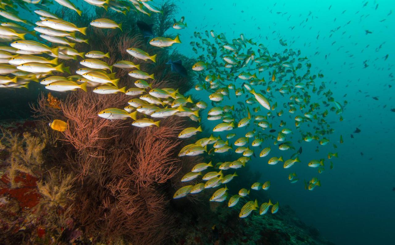 Scuba Inn Omadhoo Экстерьер фото